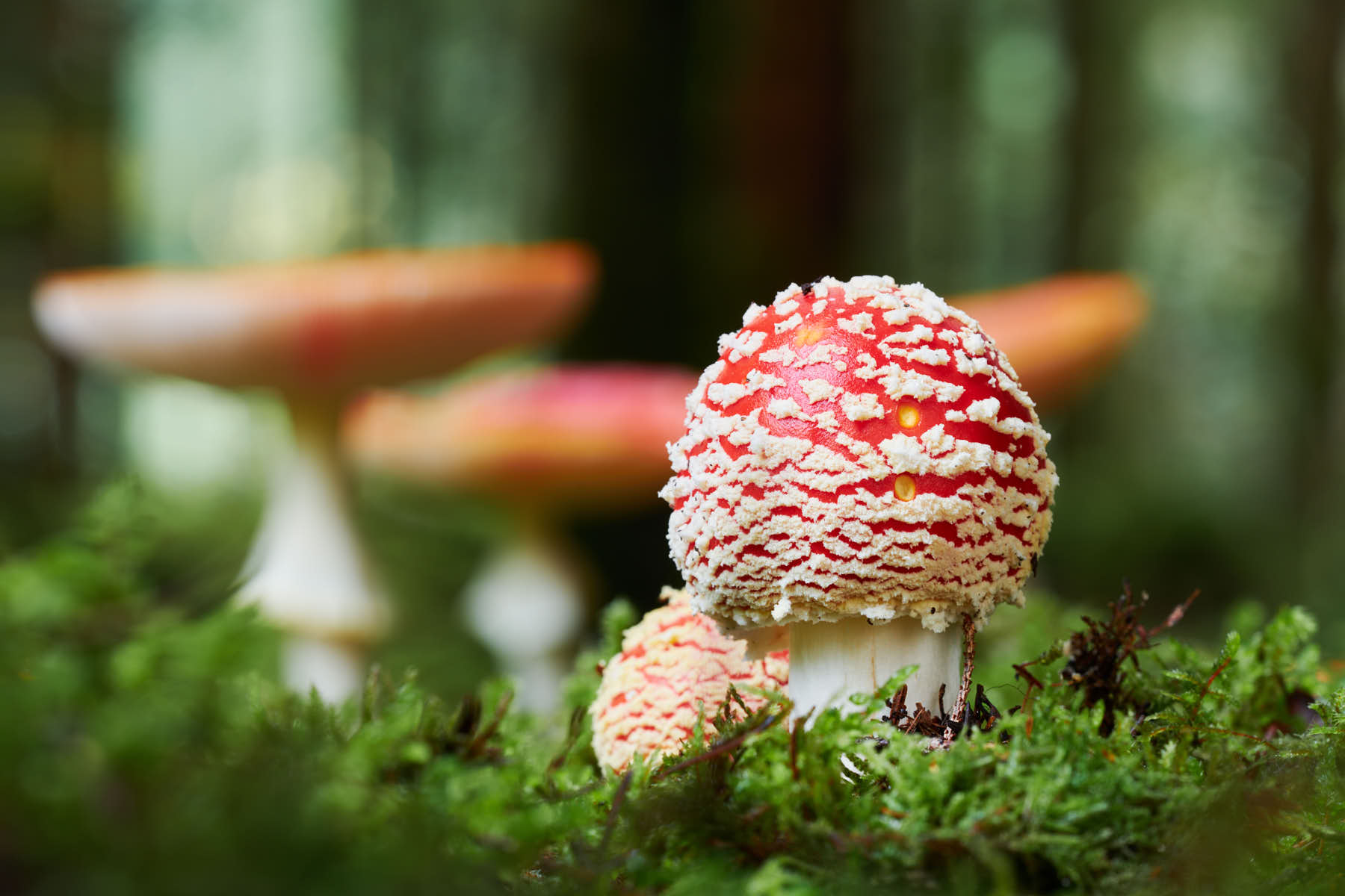 Naturfotografie Fliegenpilze Schweiz