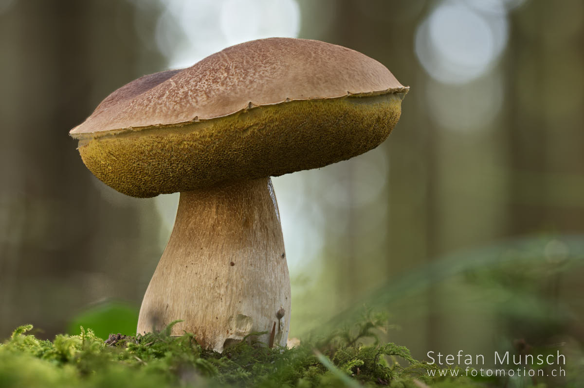 Pilze – Zauberhafte Wesen