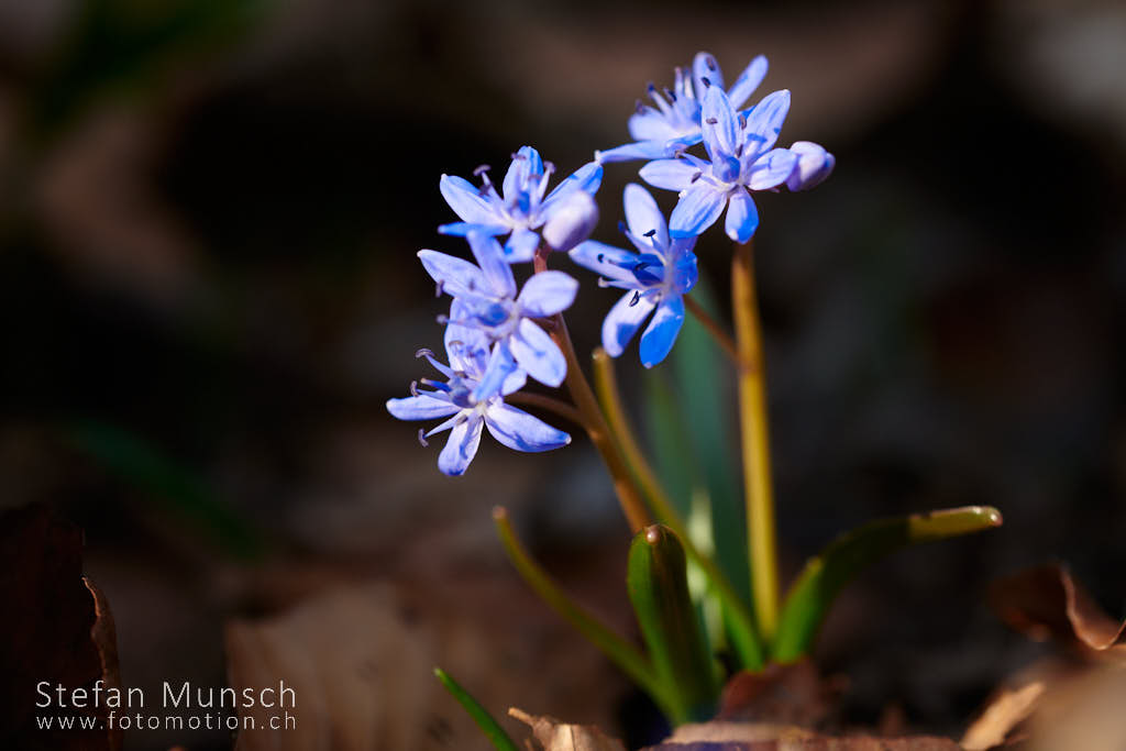 Zweiblättriger Blaustern
