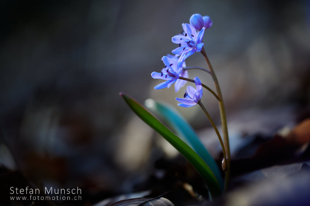 Zweiblättriger Blaustern