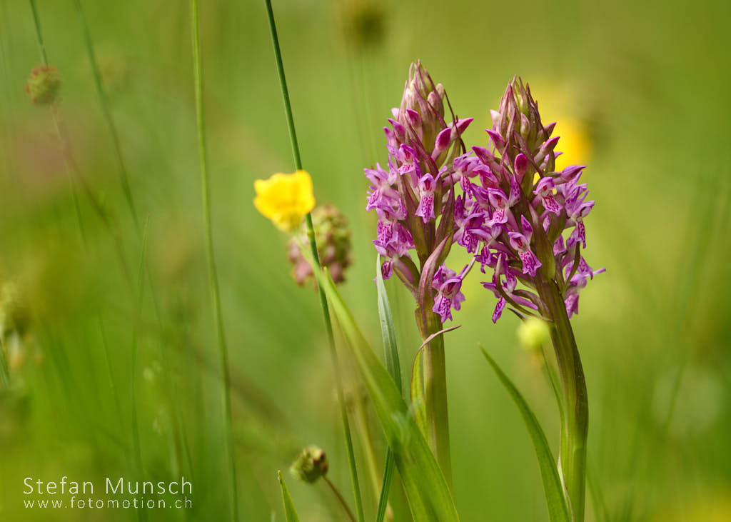 Einheimische Orchideen