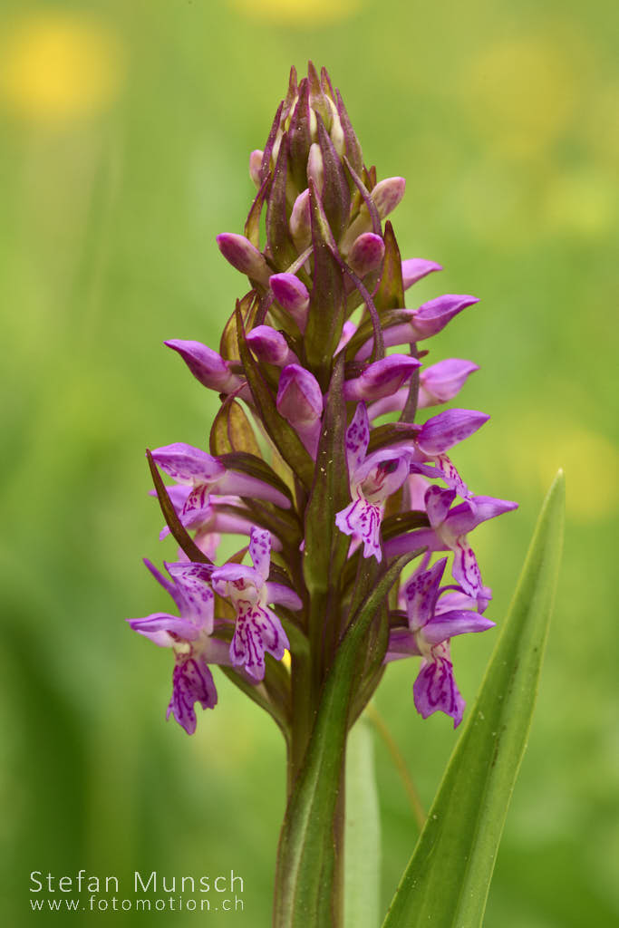 Einheimische Orchideen