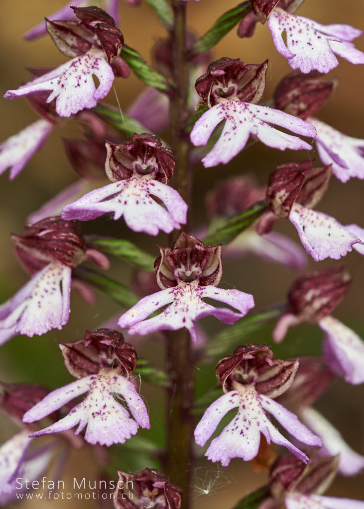 Purpurorchis
