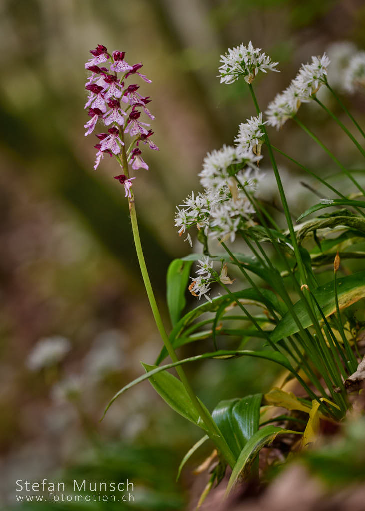 Purpurorchis