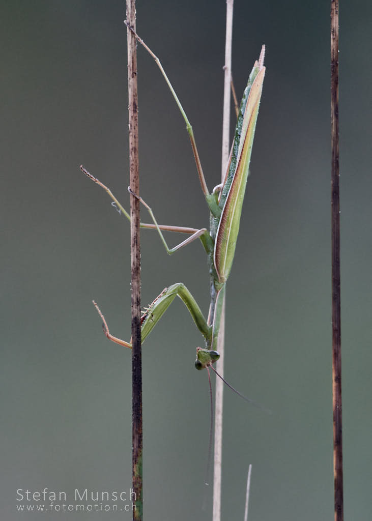 Mantis Religiosa