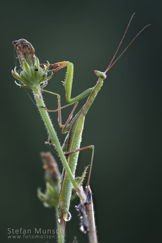 Mantis Religiosa