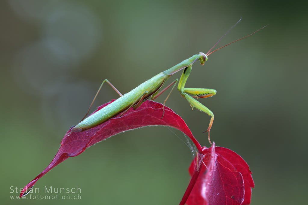 Mantis Religiosa