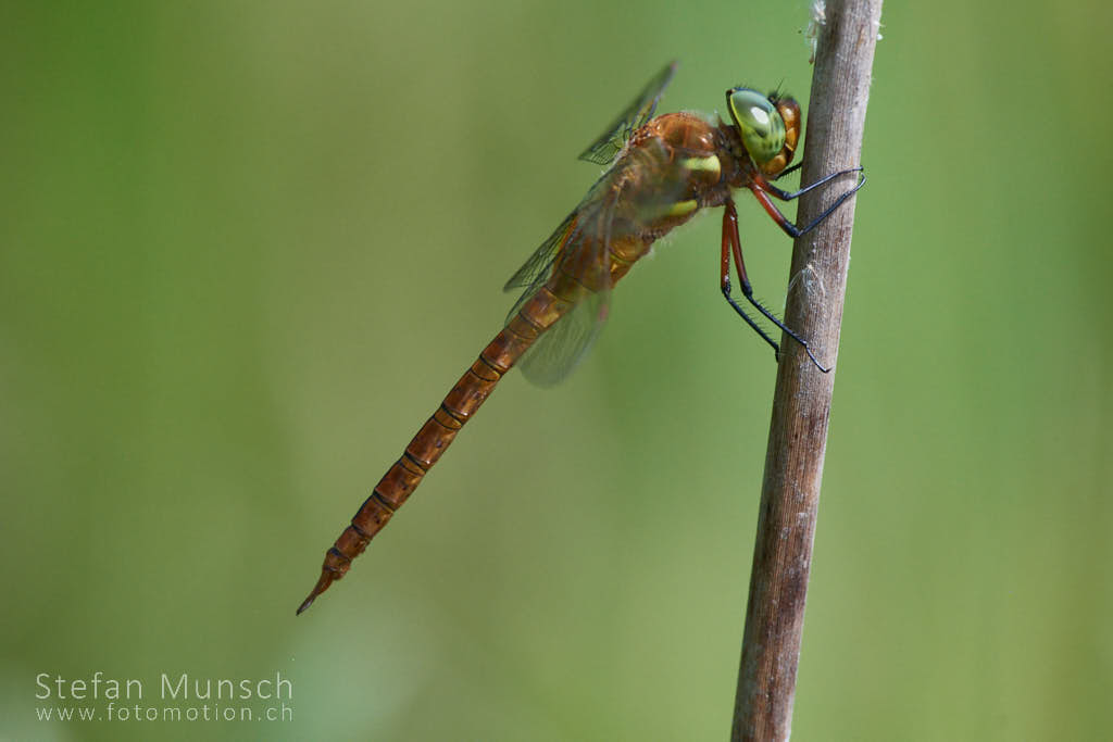 Keilfleckmosaikjungfer