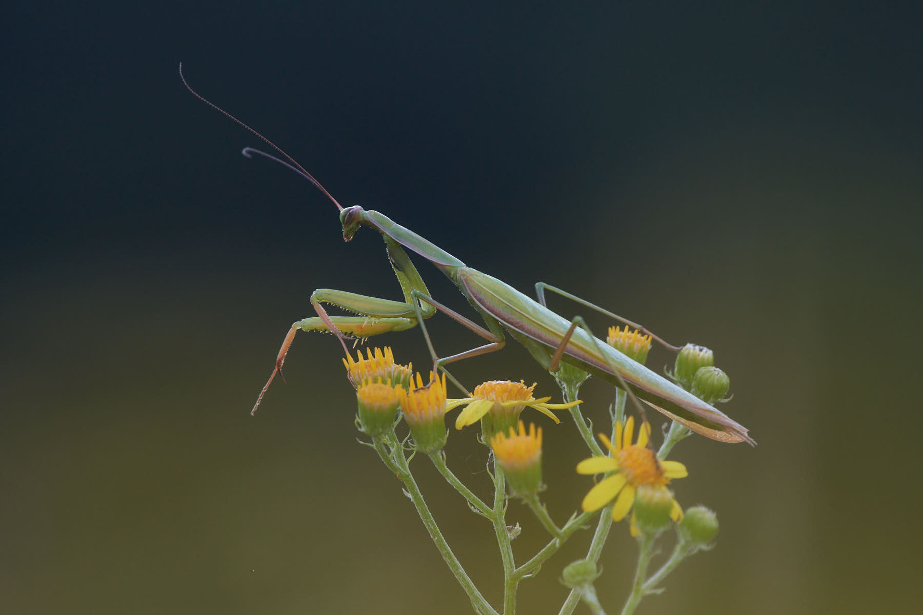 Libellen,  Schmetterlinge & Co