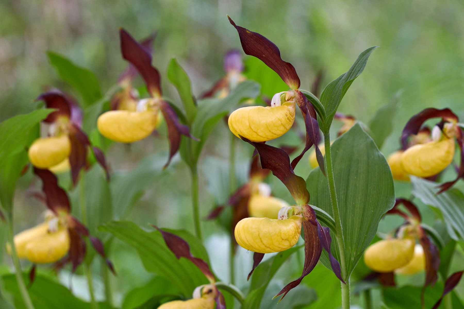 Makrofotografie Frauenschuh Orchidee