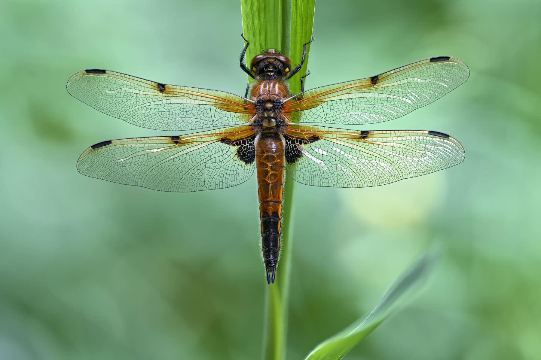Makrofotografie Vierfleck Libelle